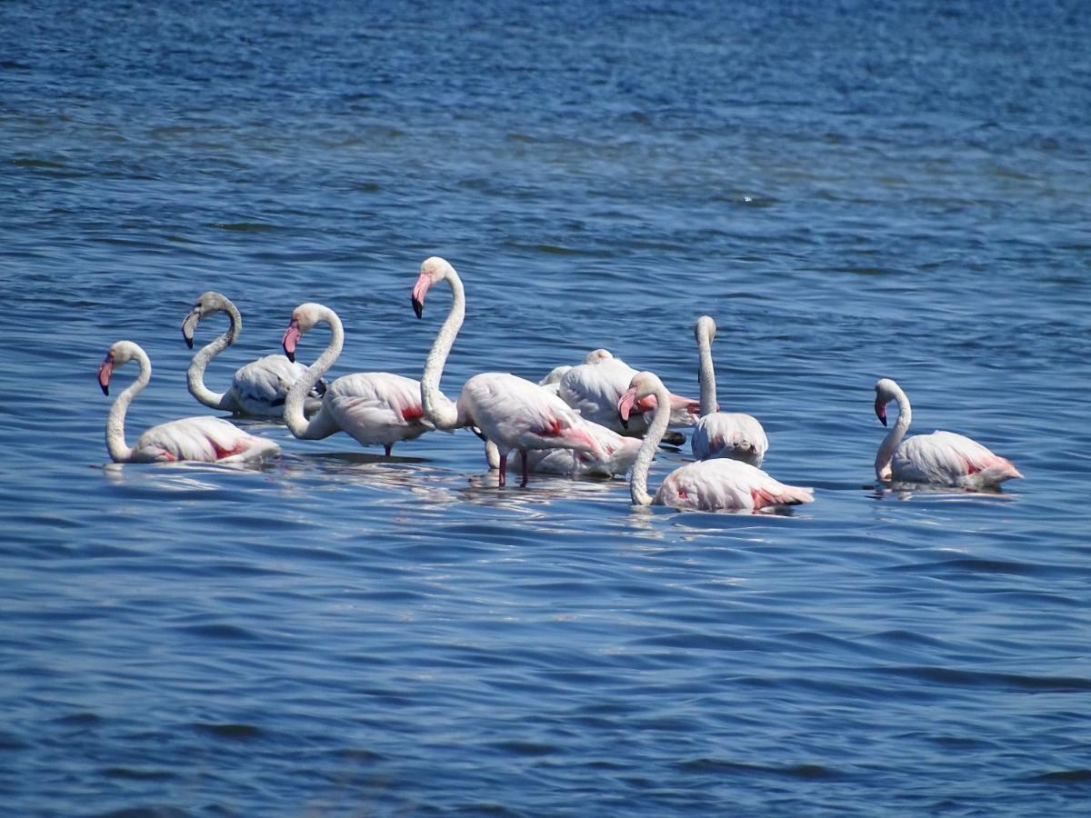 B&B La Dolce Vita Marsiliana Dış mekan fotoğraf